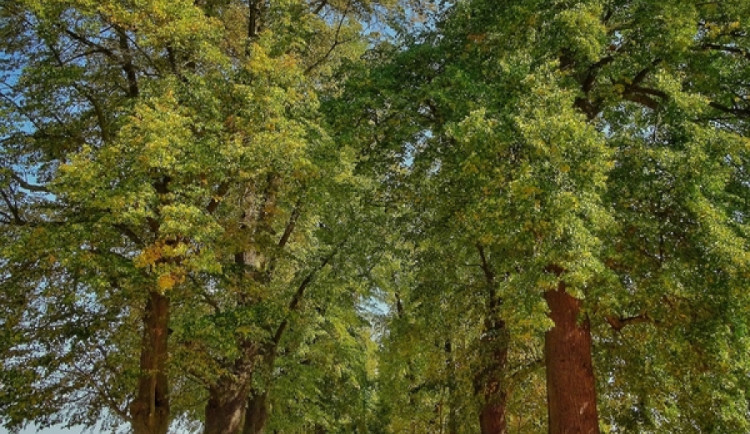 Loňský krajský vítěz - Valdštejnská alej v Zahrádkách