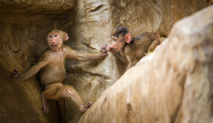 Po stopách Knihy džunglí. Návštěvu liberecké zoo zpestří Mauglího cesta za pokladem