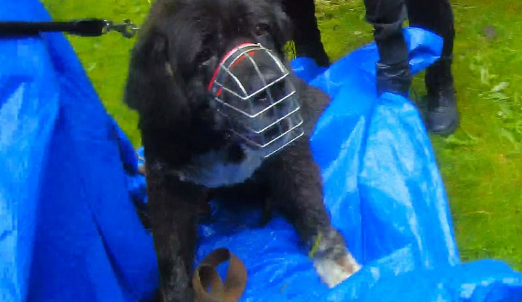 Osmdesátikilový pes uvízl v bahně. Ven mu pomáhali strážníci