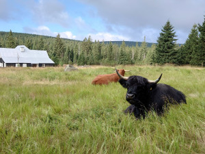 Chlupaté krávy na Jizerce nejsou jen na okrasu. Pomáhají obnovit květnaté louky