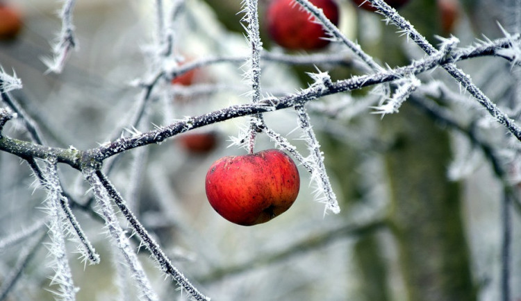 Mrazivé páteční ráno? Meteorologové varují, že teploty spadnou pod nulu