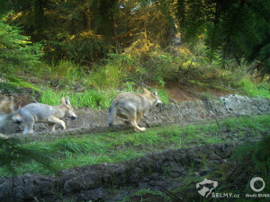 Vlkům se letos dařilo. Vyvedli mláďata v Lužických, Krušných horách i na Moravě