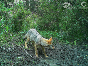 Vlkům se letos dařilo. Vyvedli mláďata v Lužických, Krušných horách i na Moravě