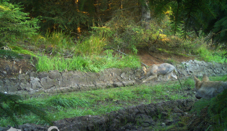 Vlčata v Lužických horách