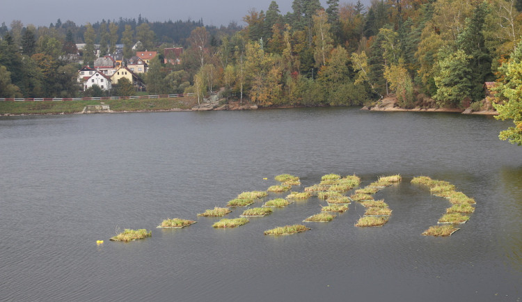 Na jablonecké přehradě plují trsy trávy. Jde o jedinečný způsob čištění vody