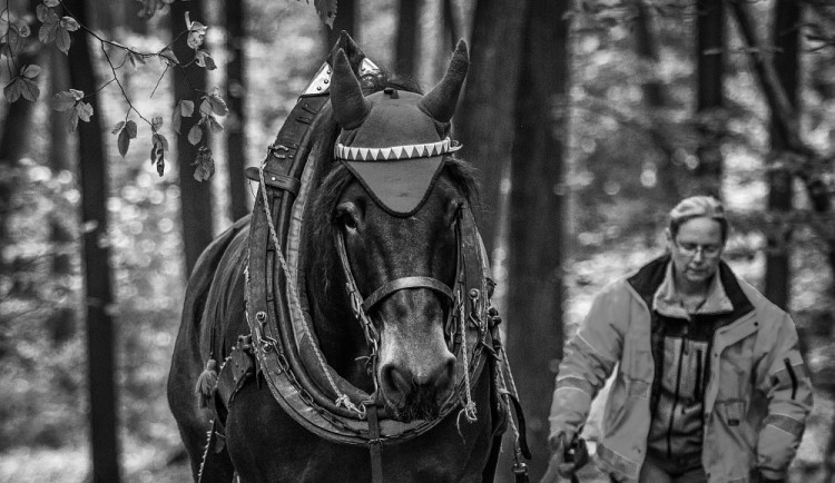 Do lesa ji přivedla láska ke koním a přírodě. Koňáků stahujících dřevo ale ubývá, říká Veronika Králová