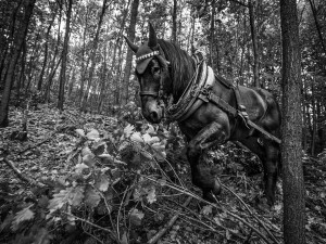 Do lesa ji přivedla láska ke koním. Koňáci stahující dřevo jsou vymírajícím druhem, říká Veronika Králová