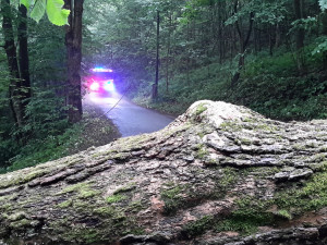 Silný vítr láme stromy. Frýdlantsko je bez proudu, zoo zavřela