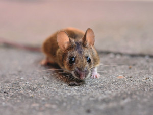S chladným počasím se do domů stěhují myši a na půdu kuny. Jak je vyhnat?