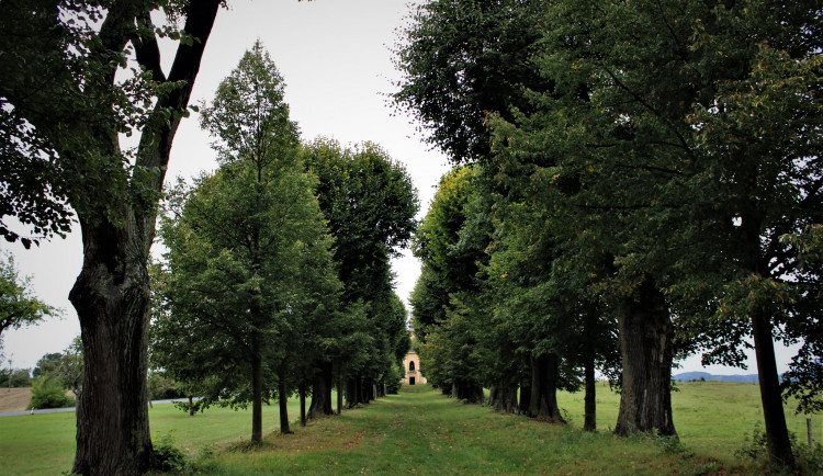 Zámecká lipová alej ve Sloupu v Čechách