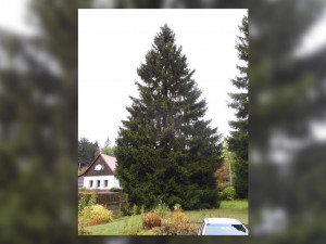 Vánočním stromem pro Prahu letos bude smrk z Libereckého kraje. Rozsvítí se koncem listopadu