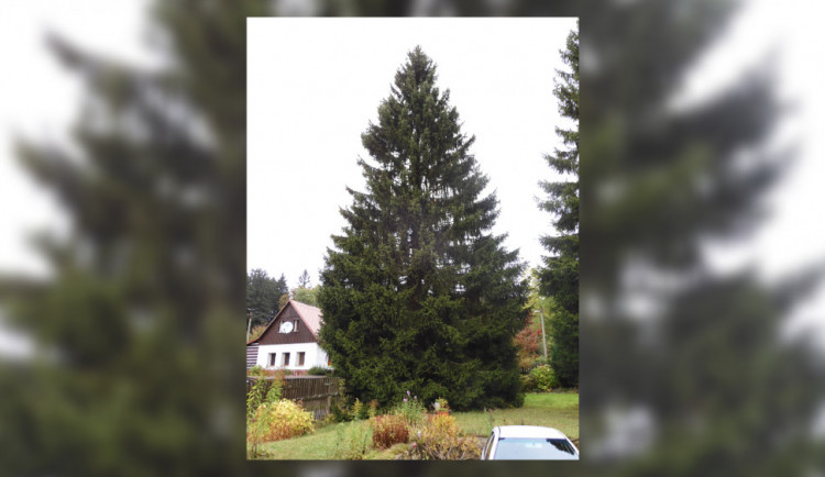 size4-16360265338721-241-vanocnim-stromem-pro-prahu-letos-bude-smrk-z-libereckeho-kraje-rozsviti-se-koncem-listopadu