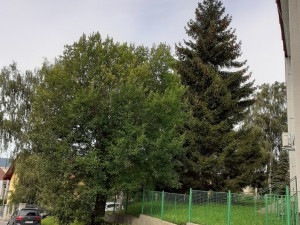 Liberec už zná svůj vánoční strom. Na náměstí se přestěhuje od Hokejky