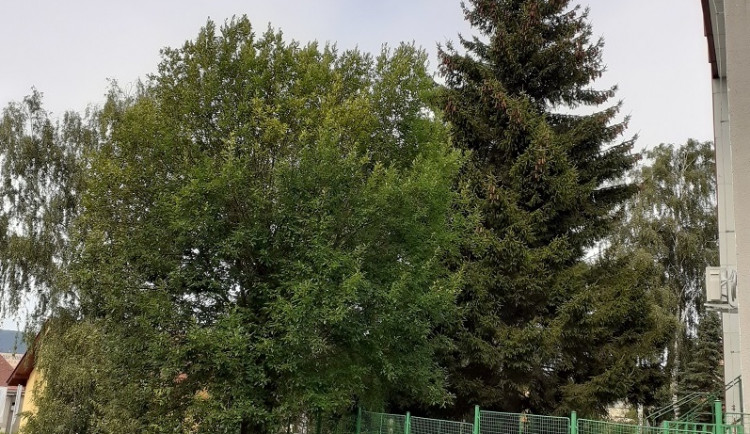 Liberec už zná svůj vánoční strom. Na náměstí se přestěhuje od Hokejky