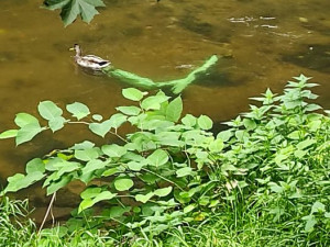 Zelené elektrokoloběžky v Nise nebo popelnici. Snažíme se tomu předcházet fotkami, říká provozovatel