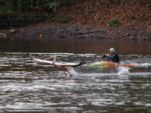 V liberecké zoo odchytávali pelikány. Do zimoviště jim pomohli kajakáři