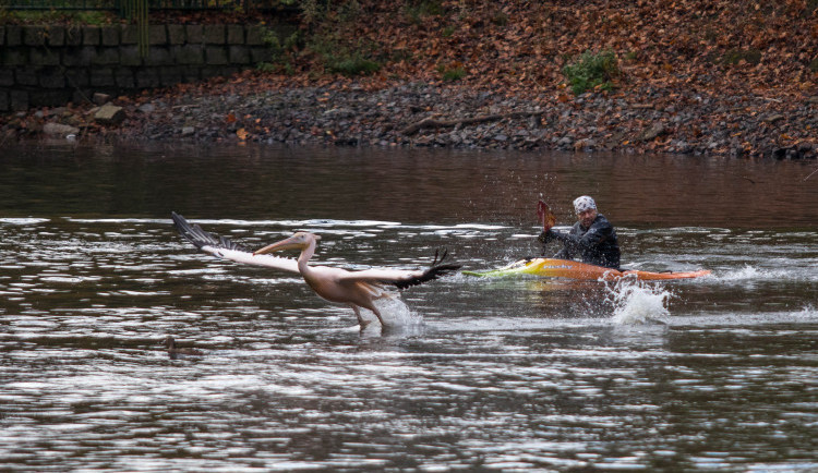 Odchyt pelikánů v liberecké zoo