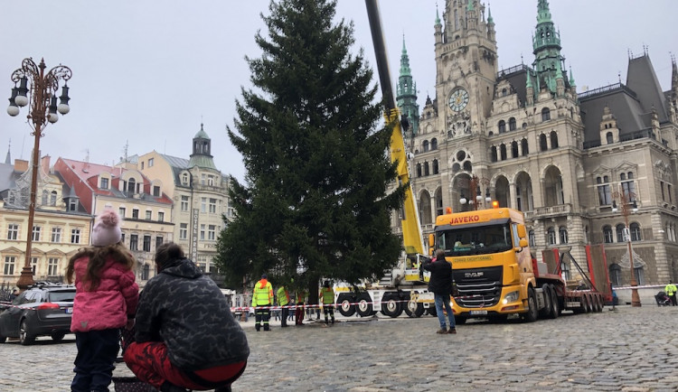 Liberecké náměstí už zdobí vánoční strom. Dorazil od Hokejky