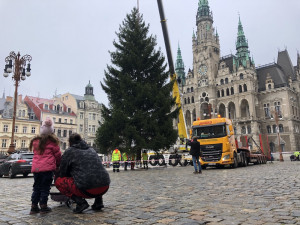 Liberecké náměstí už zdobí vánoční strom. Dorazil od Hokejky