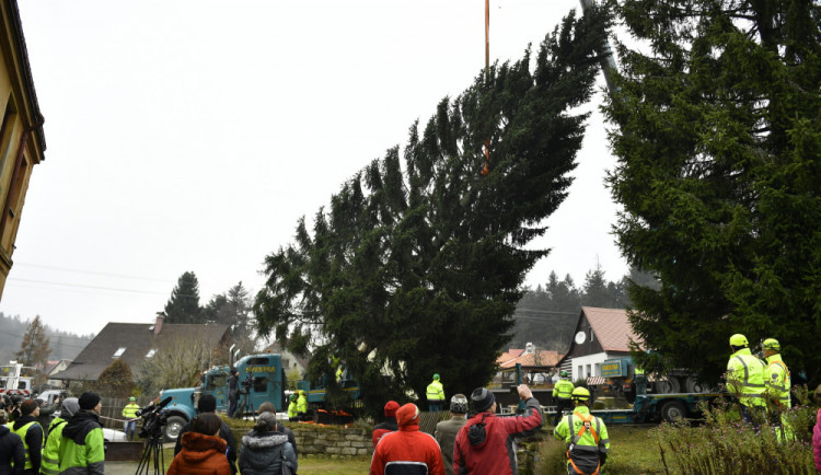 Vánoční strom pro Prahu je z Jizerských hor. Kácení se ujal český mistr