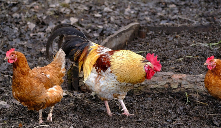 Na jižní Moravě se objevila ptačí chřipka. Veterináři vyhlásili mimořádná opatření