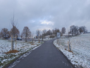Liberec má nové aleje. Stromy vysadili na hřbitově i ve Vesci