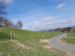 Liberec má nové aleje. Stromy vysadili na hřbitově i ve Vesci