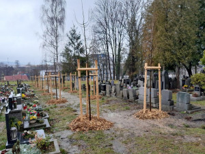 Liberec má nové aleje. Stromy vysadili na hřbitově i ve Vesci