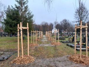 Liberec má nové aleje. Stromy vysadili na hřbitově i ve Vesci