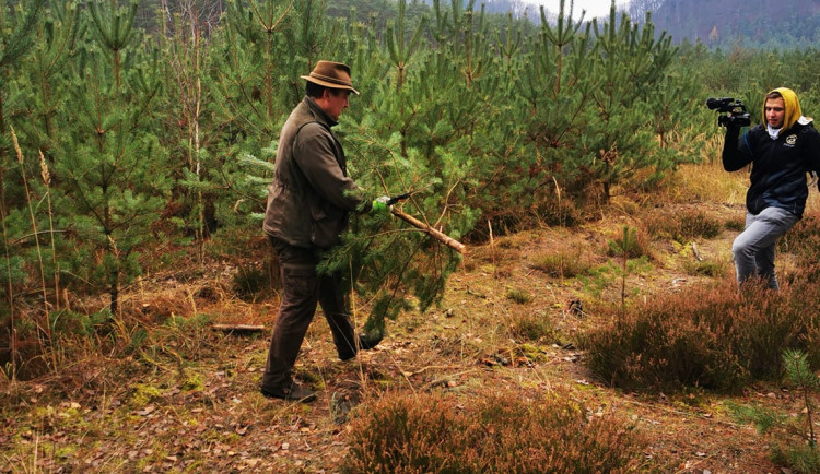 Vánoční stromky z Ralska ozdobí dětské domovy, školy i domy seniorů