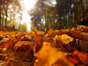 Letošní podzim patřil mezi nejteplejší za 247 let. V průměru bylo o skoro dva stupně tepleji