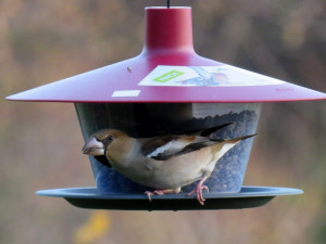 Pestrobarevné hemžení u krmítka. Ornitologové radí, jak přilepšit ptactvu v zimě
