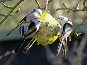 Pestrobarevné hemžení u krmítka. Ornitologové radí, jak přilepšit ptactvu v zimě