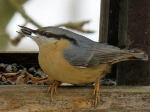 Pestrobarevné hemžení u krmítka. Ornitologové radí, jak přilepšit ptactvu v zimě