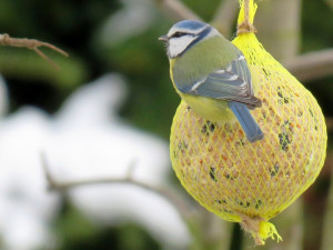 Pestrobarevné hemžení u krmítka. Ornitologové radí, jak přilepšit ptactvu v zimě