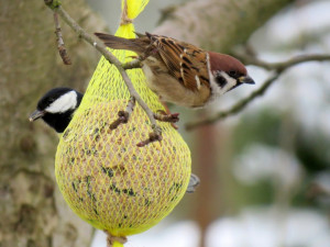 Pestrobarevné hemžení u krmítka. Ornitologové radí, jak přilepšit ptactvu v zimě