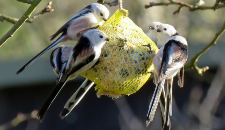 Pestrobarevné hemžení u krmítka. Ornitologové radí, jak přilepšit ptactvu v zimě
