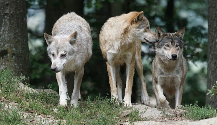 Vlci roztrhali ovce v Křižanech a tele v Jindřichovicích. Chovatelé dostanou náhradu od kraje