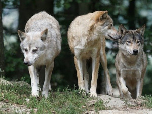 Vlci roztrhali ovce v Křižanech a tele v Jindřichovicích. Chovatelé dostanou náhradu od kraje