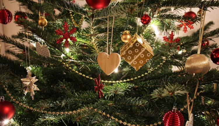 Živý versus umělý: jaký stromek je pro přírodu menší zlo?