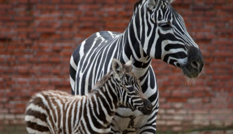 V zoo se narodila zebra, zahrada bude na Štědrý den otevřená