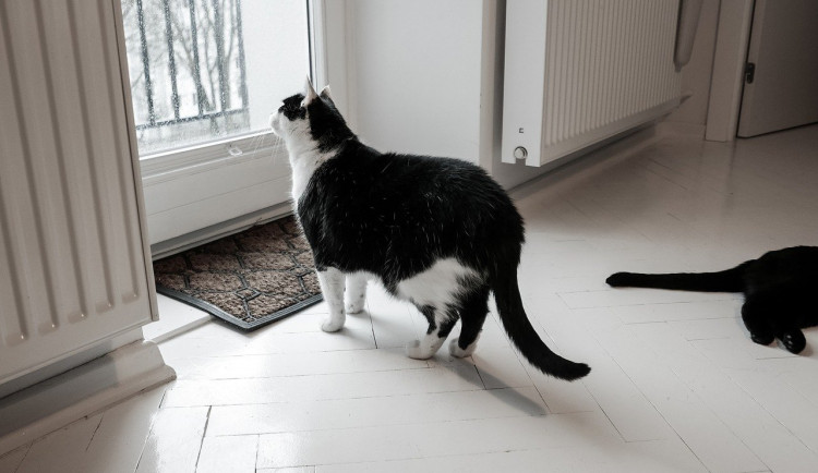 Důchodkyni v Brně na Štědrý den vytopily kočky ze sousedního bytu