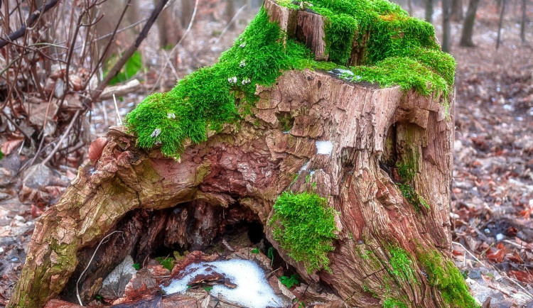 Lesníci bojují se suchem. Navrátí na Brněnsko nízké lesy