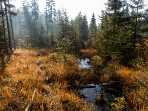 Rašeliniště, mokřady i lesy. Nadace Ivana Dejmala podpořila ochranu přírody více než dva a půl miliony korun
