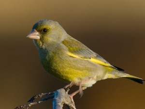Zvonek zelený ptákem roku 2022. Vymírá kvůli trichomonóze, pomoci mu mohou lidé