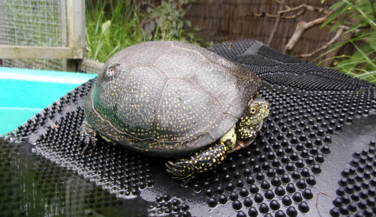 Srnče uvízlé v asfaltu, želva v Jizerkách. Liberecká Archa pomohla skoro dvěma tisícovkám zvířat