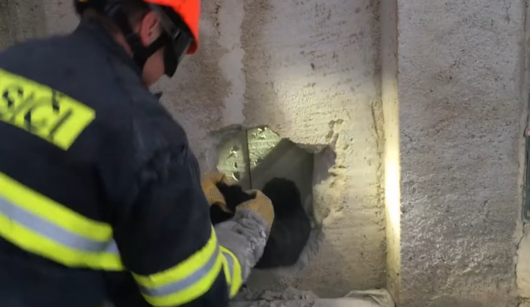 VIDEO: Kočka uvízla za skleníkem. Ke zvířeti se probourali brněnští hasiči