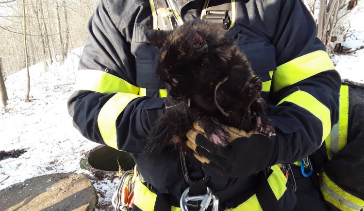 Přes měsíc nepřišla kočka domů. Celou dobu strávila v patnáct metrů hluboké šachtě