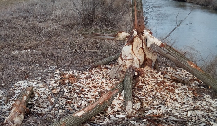 Vědci z Brna zkoumali stravování bobrů. Hlodavci si pochutnávají na řepce i vrbách