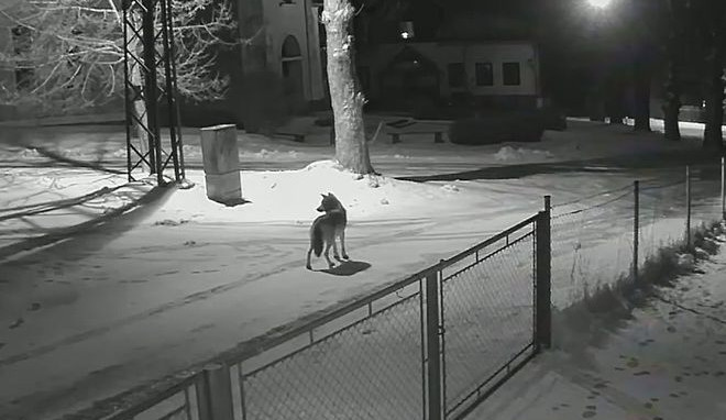 Rádlem se podle ochránců přírody procházel vlk, asi hledal cestu